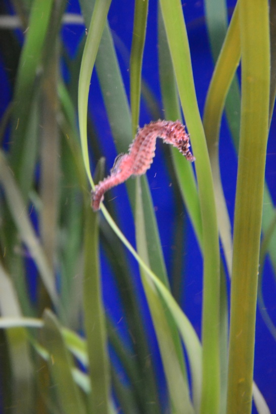 I took this because my mother loves seahorses. They were so little! 